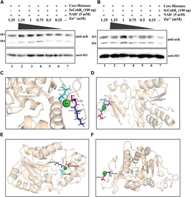 An insight into the role of the N-terminal domain of Salmonella CobB in oligomerization and Zn2+ mediated inhibition of the deacetylase activity